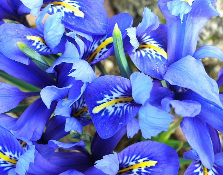 Lirio azul ... Iris reticulata